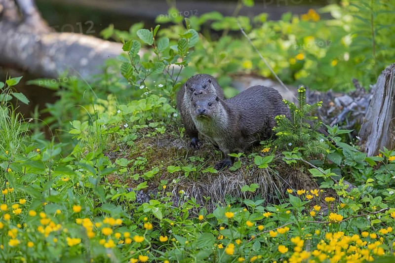 Two Eurasian otter (Lutra lutra), sitting on a mossy tree stump. Some yellow flowers (Ranunculus) and green vegetation around