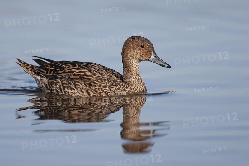 Northern Pintail (Anas acuta) female, California, USA