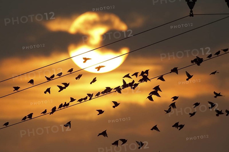 Common Starling (Sturnus vulgaris), Rhineland-Palatinate, Germany