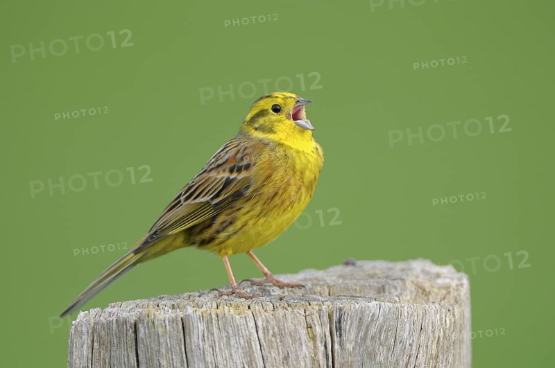 Goldammer (Emberiza citrinella), Yellowhammer, Maennchen zur Balzzeit im Prachtkleid, singend, auf Singwarte, morgens, April, NSG Dingdener Heide, Nordrhein-Westfalen, Deutschland