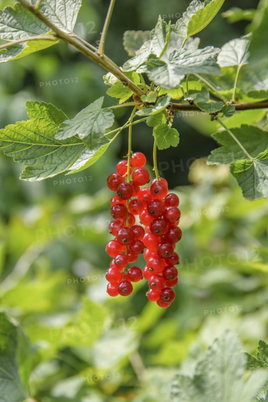 Ribes rubrum 'Heinemann's Rote Spätlese', Grüne Aue 7, Naundorf, Saxony, Germany