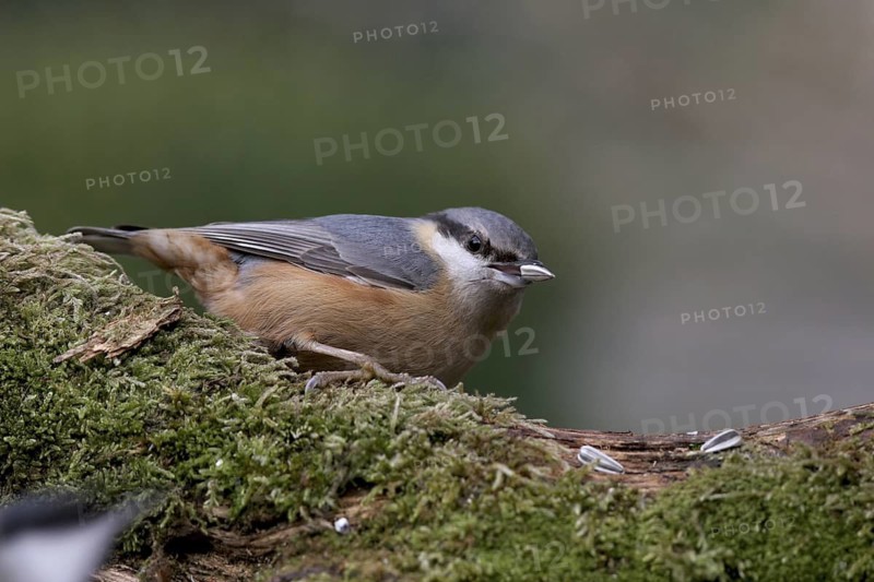 Eurasian Nuthatch (Sitta europaea), Baden-Wuerttemberg, Germany