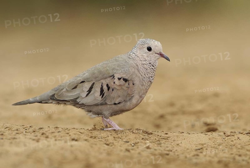 Common Ground Dove (Columbina passerina), Arizona, USA
