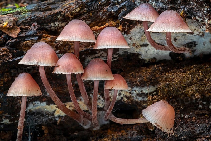 Bleeding fairy helmet, burgundydrop bonnet, bleeding Mycena (Mycena haematopus, Agaricus haematopus) on rotten tree trunk in autumn, fall forest