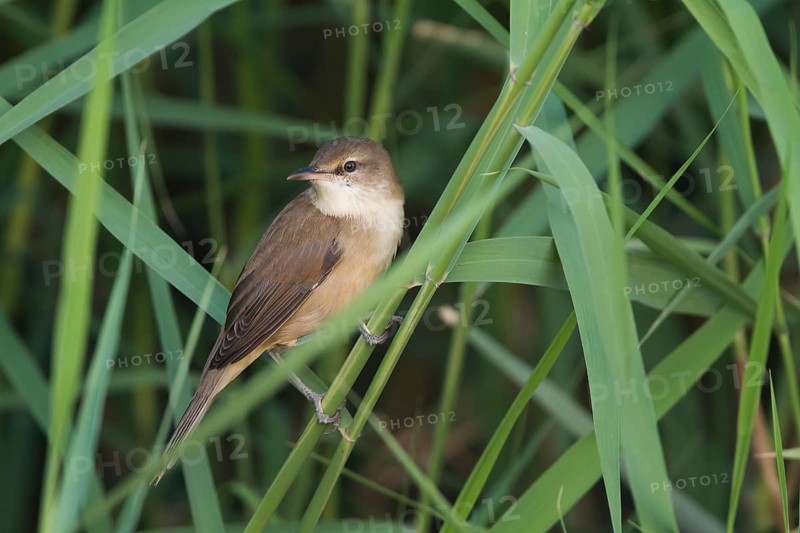 Clamorous Reed Warber - Stentorohrsänger - Acrocephalus stentoreus ssp. brunescens, Sultanate of Oman