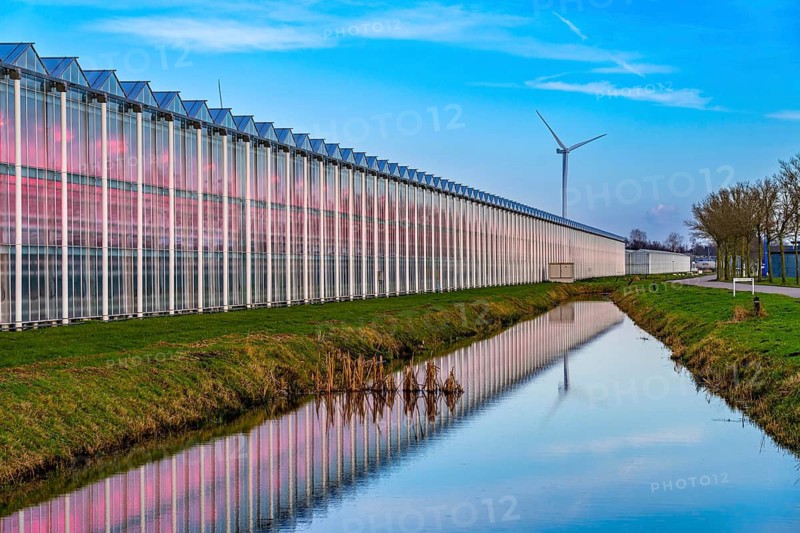 Large greenhouses for cucumbers and strawberries, over 10 hectares, the plants are artificially illuminated in pink, which promotes growth in winter, in Maasbree, west of Venlo, Netherlands