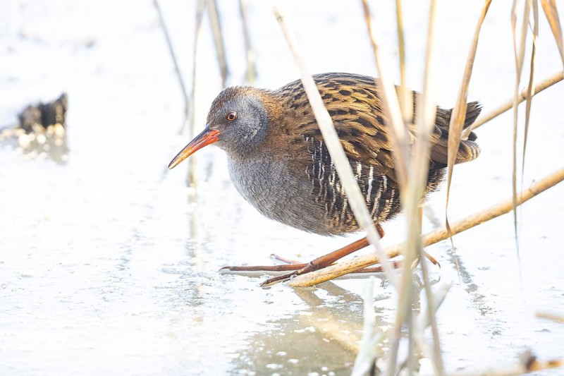Water rail (Rallus aquaticus) Germany