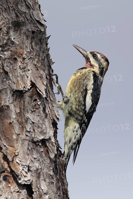 Yellow-bellied Sapsucker (Sphyrapicus varius), Florida, USA