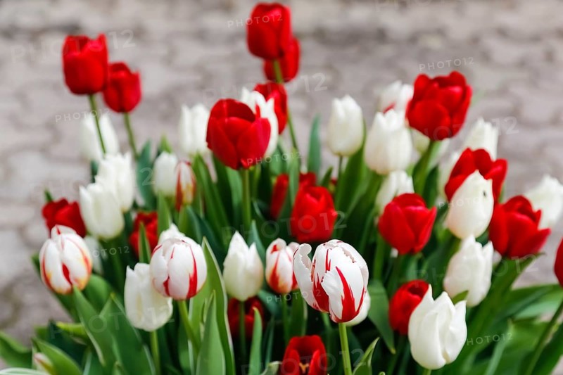 Gönningen tulip blossom, tulips (Tulipa), flowers, red and white blossoms, spring bloomers, bulbous flower genus, old tradition, custom, custom, tulip show, Tulip Sunday at the foot of the Swabian Alb, Gönningen, Reutlingen district, Baden-Württemberg, Germany