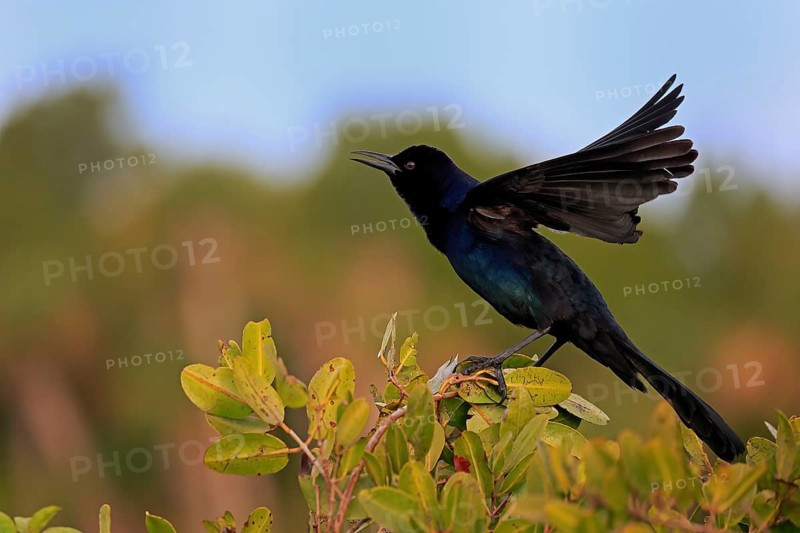 Boat-tailed grackle (Quiscalus major), adult, male, courtship display, singing, Waiting, Merritt Island, Black Point Wildlife Drive, Florida, USA