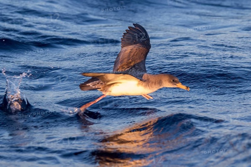 Cory's Shearwater (Calonectris borealis) flying, Ibiza, Spain