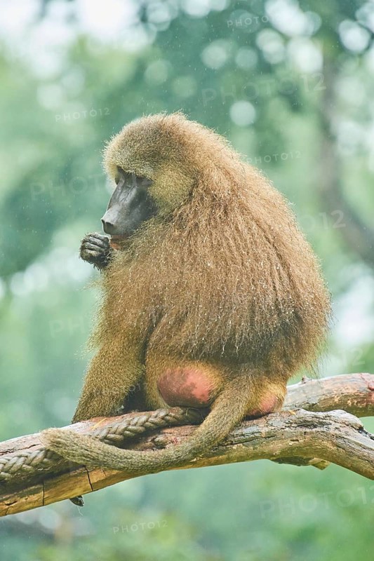 Guinea baboon (Papio papio) sitting on a tree, rainy, captive, Bavaria, Germany