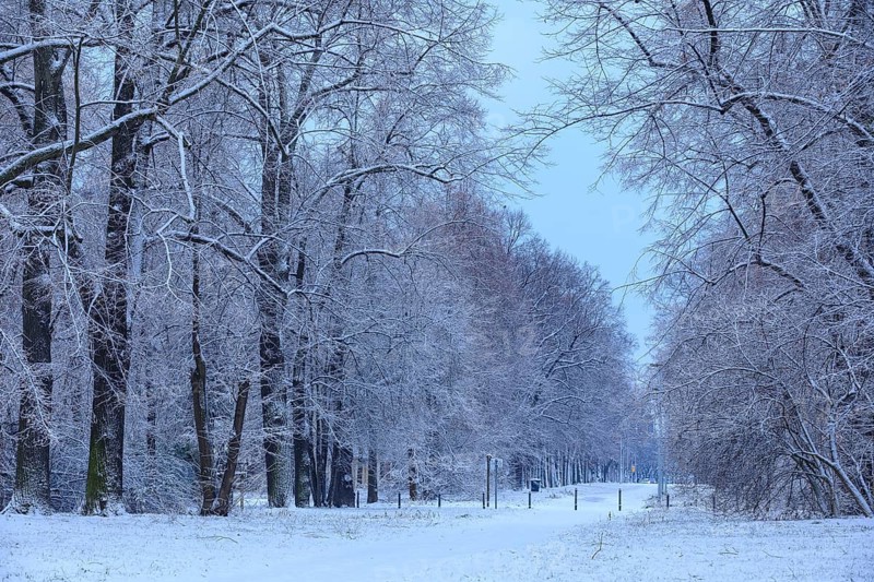 Natural monument Pieschener Allee in the snow, four-row lime tree avenue (Tilia) in the Ostragehege at dusk, Dresden, Saxony, Germany