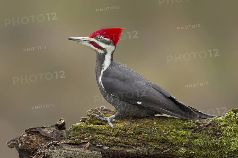 Pileated Woodpecker (Dryocopus pileatus) male, Ohio, USA