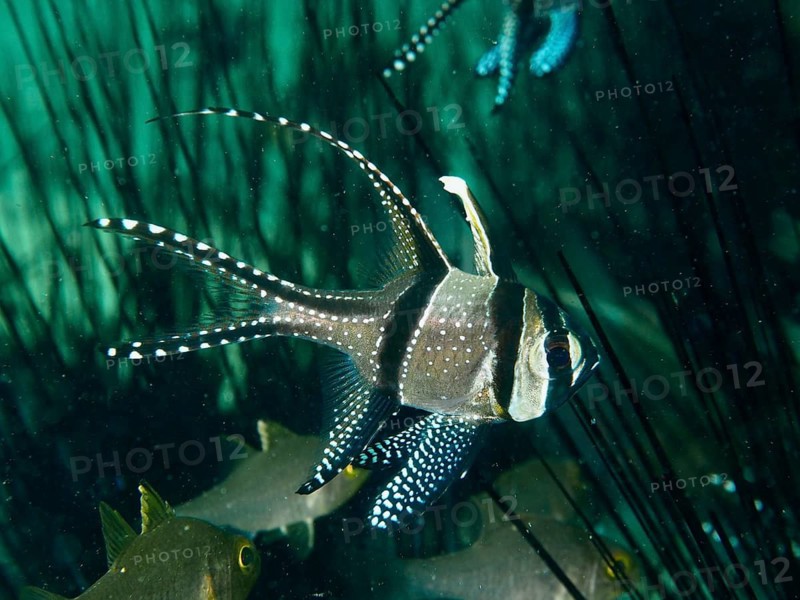 A black and white spotted fish, Banggai cardinalfish (Pterapogon kauderni), swimming underwater in the shelter of diademed sea urchins (Diadema setosum), dive site Secret Bay, Gilimanuk, Bali, Indonesia