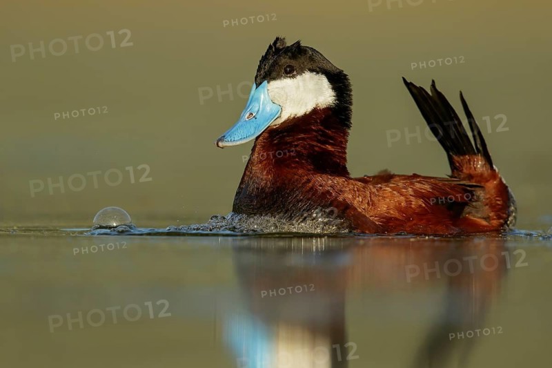 Ruddy Duck (Oxyura jamaicensis) swimming in a pond in the interior of British Columbia, Canada