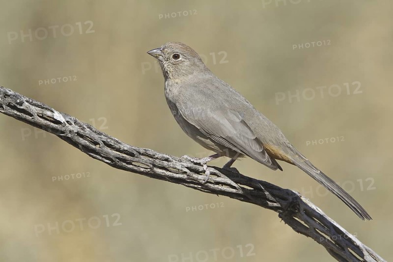 Canyon Towhee (Melozone fusca), New Mexico, USA