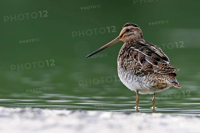 Common Snipe (Gallinago gallinago), Lesvos, Greece