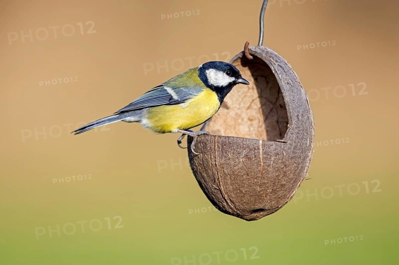 Great tit (Parus major) eating fat and nuts from coconut bird feeder, birdfeeder in garden in winter