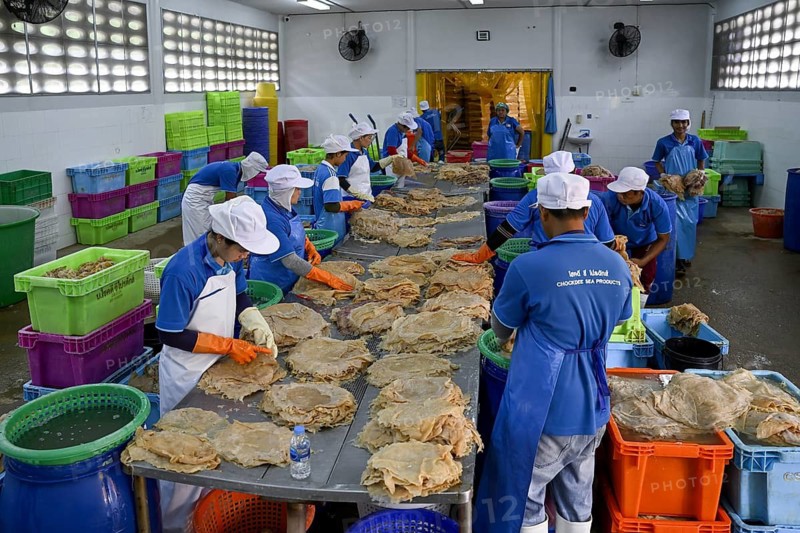 Employees of the company Chockdee Sea Products prepare dried jellyfish for export, Min Buri, near Bangkok, Thailand