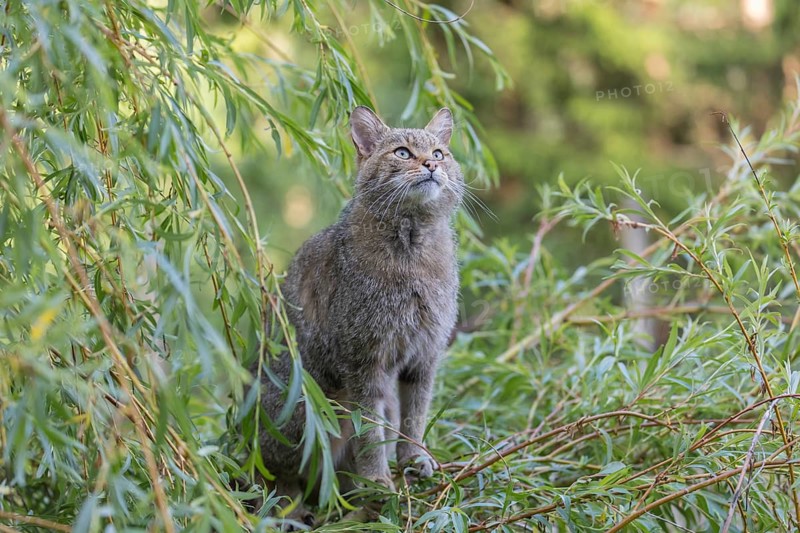 One European wildcat, Felis silvestris silvestris, sitting in a green weeping willow tree. Green leaves all around