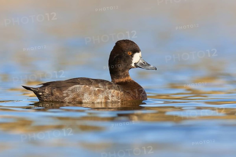 Lesser Scaup (Aythya affinis) female, British Columbia, Canada