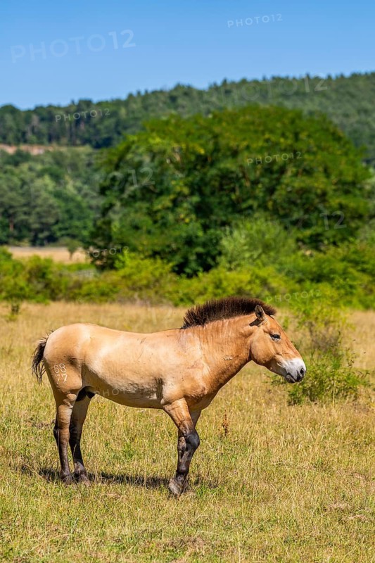 Przewalski horse in the Aschaffenburg National Natural Heritage Site, former military training ground in Schweinheim, Aschaffenburg, Lower Franconia, Bavaria, Germany