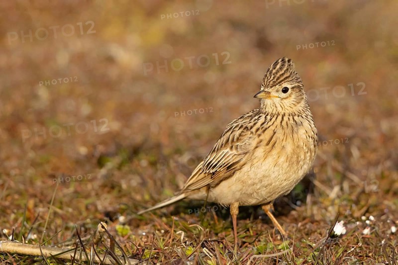 Eurasian Skylark (Alauda arvensis) perched on the ground, Smaland, Sweden
