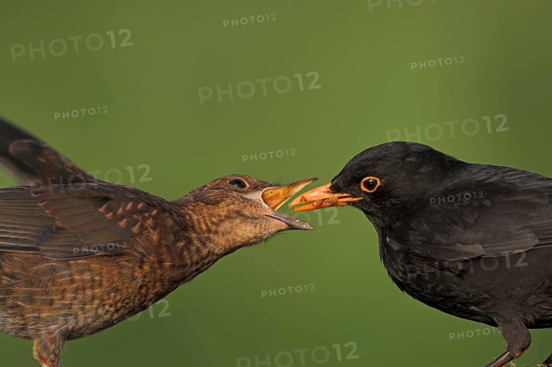 Common Blackbird (Turdus merula) juvenile, Rhineland-Palatinate, Germany