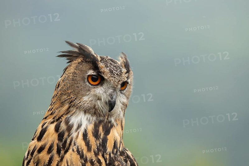 Eurasian Eagle-Owl (Bubo bubo) captive, Germany