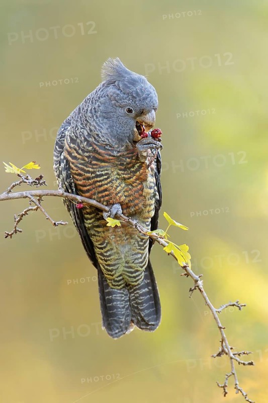 Gang-gang Cockatoo (Callocephalon fimbriatum) juvenile female feeding on berries of hawthorn, Victoria, Australia
