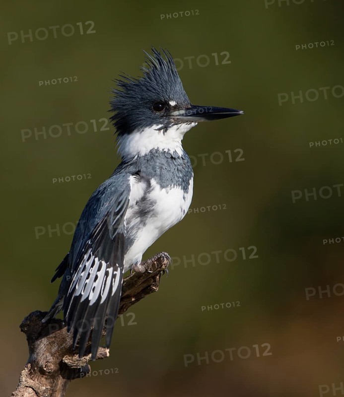 Belted Kingfisher (Megaceryle alcyon) male, Florida, USA