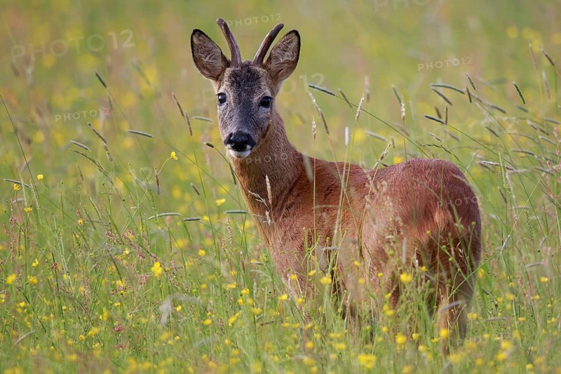 Western Roe Deer (Capreolus capreolus) buck in flowering meadow, North Rhine-Westphalia, Germany