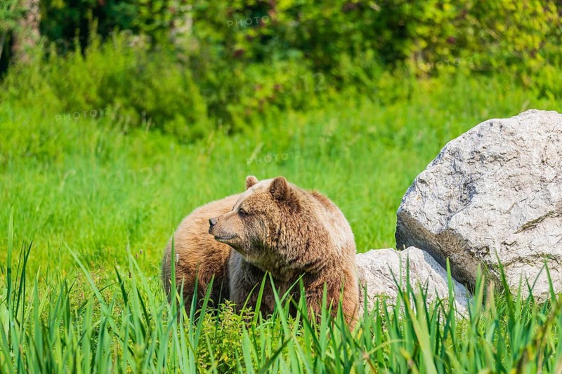 One adult male eurasian brown bear (Ursus arctos arctos) stands close to a rock in a meadow with tall grass