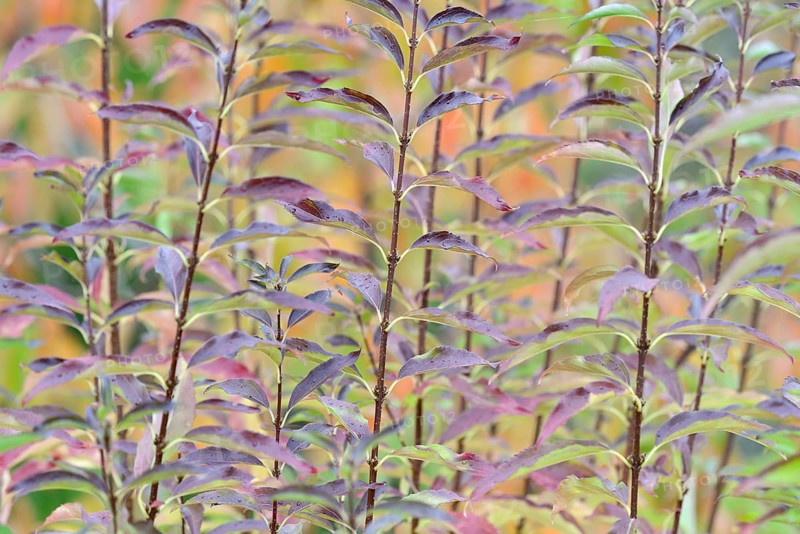 Ornamental shrub, autumnal foliage with raindrops, Moselle, Rhineland-Palatinate, Germany