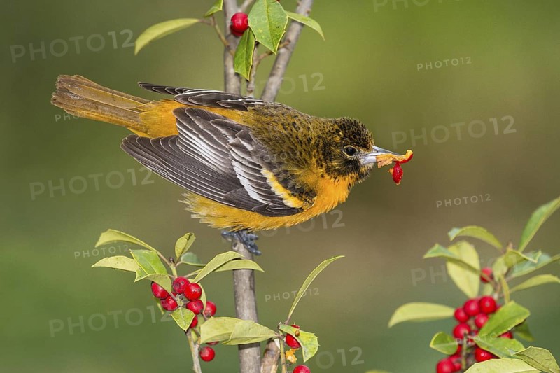 Baltimore Oriole (Icterus galbula) female feeding on red berries, Texas, USA