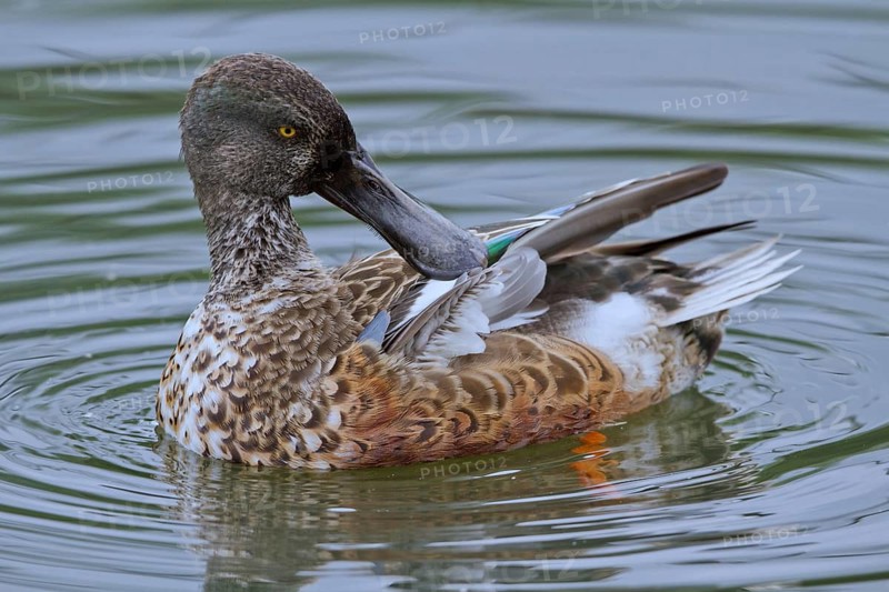 Northern Shoveler (Spatula clypeata) female preening, Mecklenburg-Western Pomerania, Germany
