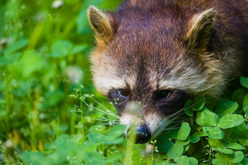 Portrait of an adult Raccoon Procyon lotor