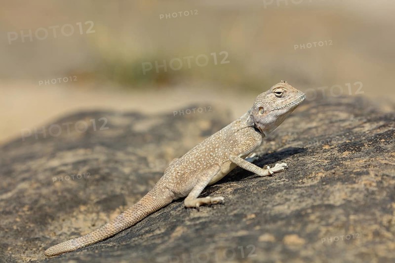(Pseudotrapelus dhofarensis), Dhofar Desert Agama, agama, lizard, reptile, rock, agama species in the Middle East, Khawr Rawri, Salalah, Dhofar, Oman