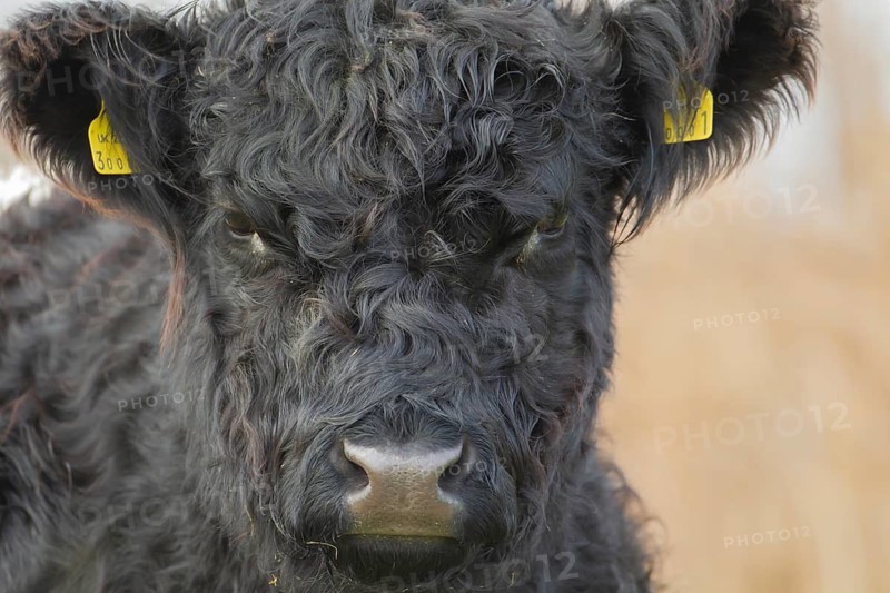 Domestic cattle or cow (Bos taurus) juvenile baby calf farm animal head portrait, England, United Kingdom