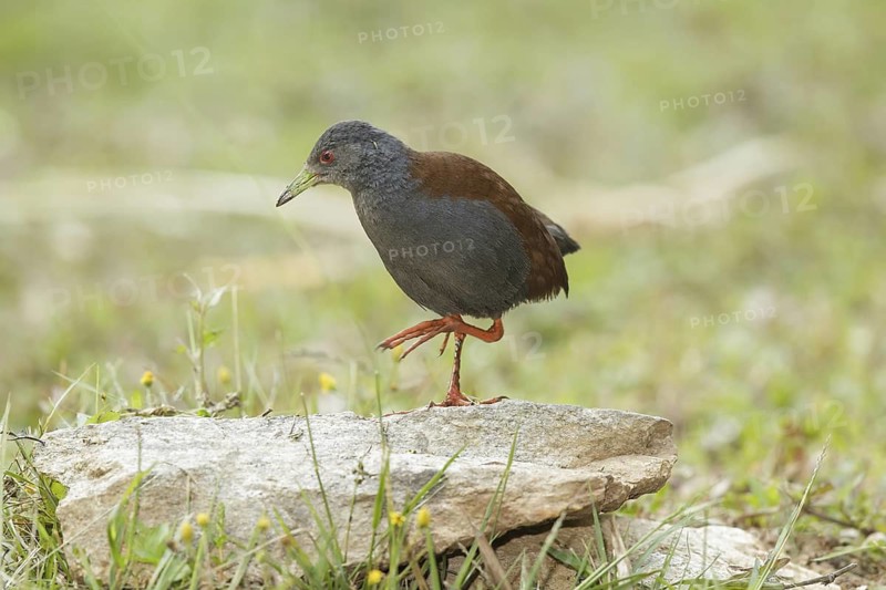 Black-tailed Crake (Porzana bicolor), Doi Inthanon, Thailand