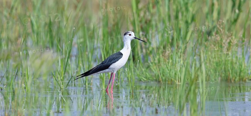Stilt (Himantopus himantopus), adult bird standing in the reeds of the shore vegetation, wildlife, wading bird, animals, waterfowl, Lake Neusiedl National Park, Burgenland, Austria