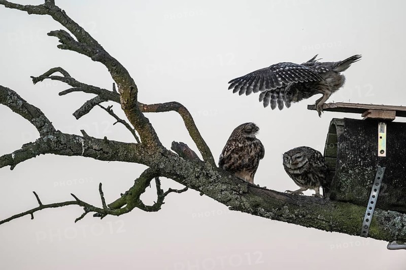 Little owls (Athene noctua), Emsland, Lower Saxony, Germany
