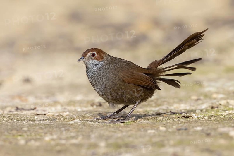 Rufous Bristlebird (Dasyornis broadbenti) perched on the ground, Victoria, Australia