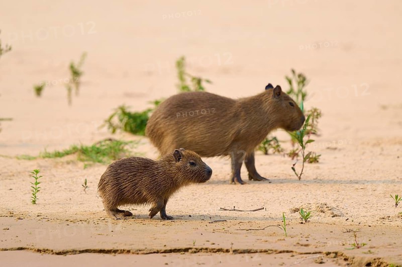 A young and an adult capybara standing curiously on the sand, Capybara, capybara (Hydrochoerus hydrochaeris), Pantanal, Mato Grosso, Brazil