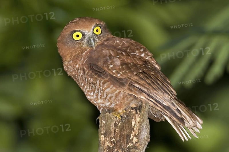 Christmas Boobook (Ninox natalis), Christmas Island, Australia