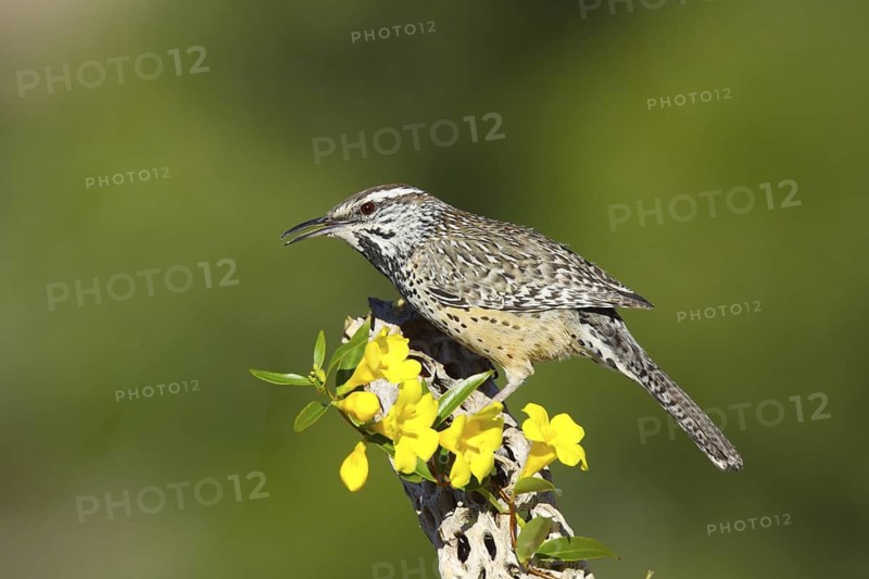 Cactus Wren Campylorhynchus brunneicapillus Tucson, Pima County, Arizona, United States 17 March Adult Troglodytidae