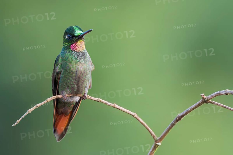 Brazilian Ruby (Clytolaema rubricauda) perched on a branch in the Atlantic Rainforest of Brazil