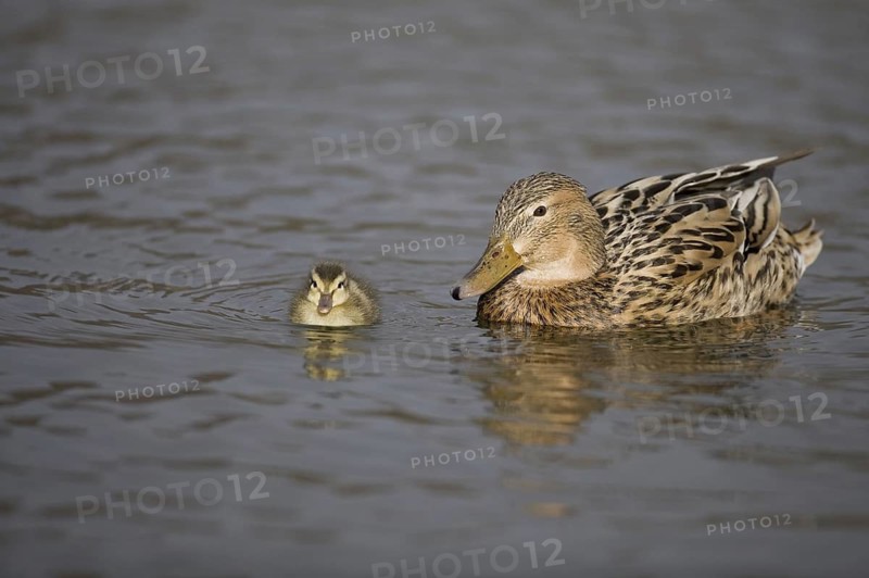 Mallard (Anas platyrhynchos) with chicks, Texel, Netherlands