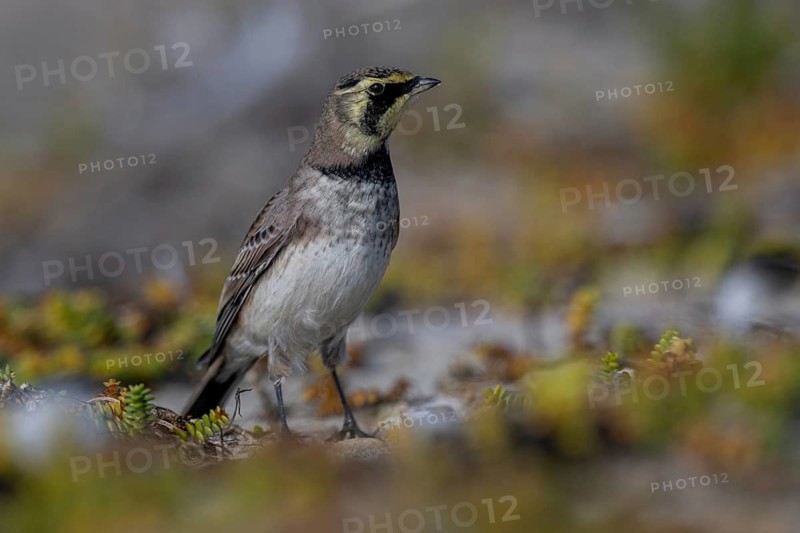 Horned Lark (Eremophila alpestris), Schleswig-Holstein, Germany